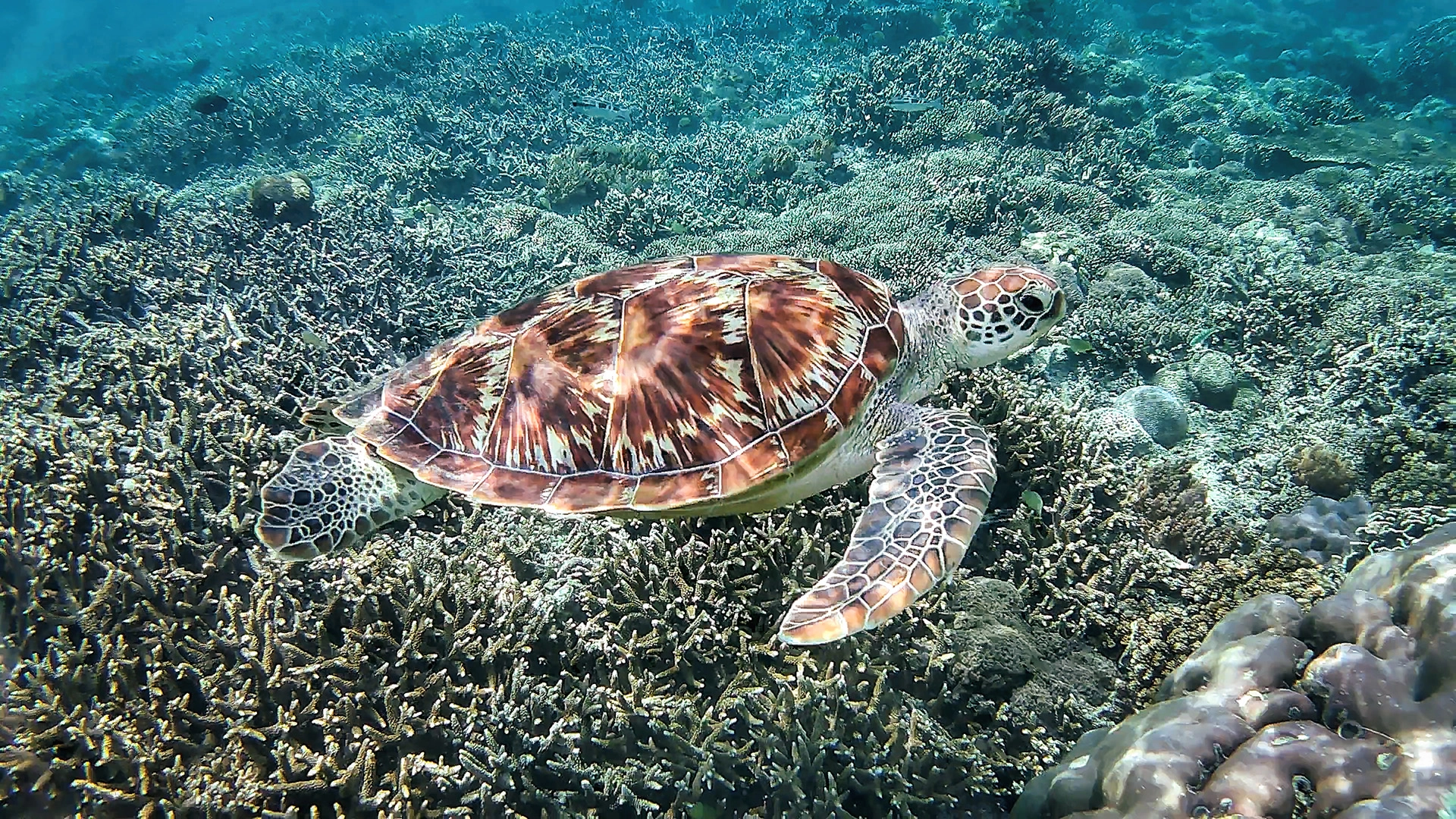 Green sea turtle swimming above a vibrant coral reef in the clear waters surrounding Gili Air.