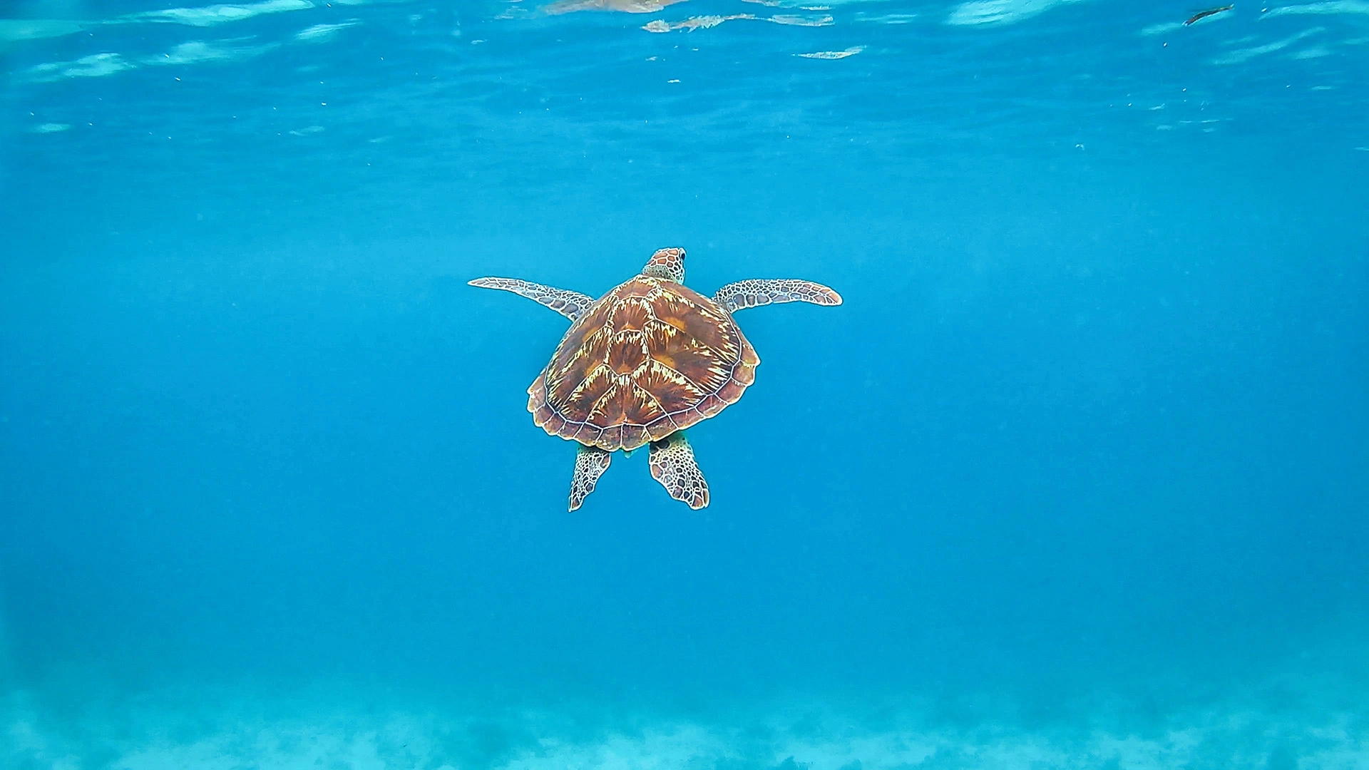 Sea turtle swimming through clear blue ocean waters near Gili Air, Indonesia.